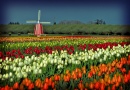 Woodenshoe Tulip Festival