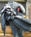 Black Macaw