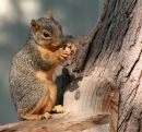 Colorado Wildlife