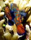 Mandarin Fish