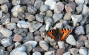 Small Tortoiseshell