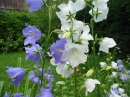 Willow Bellflower