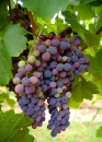 Wine Grapes