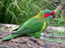 Musk Lorikeet