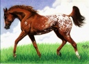 Appaloosa