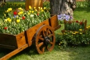 Flowers Growing out of Cart