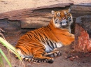 Sumatran Tiger