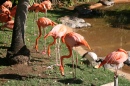 American Flamingo