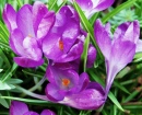 Purple Crocus