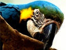 Blue-and-Yellow Macaw