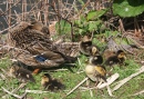 Ducklings