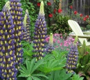 Lupinus 'Thomas Church'