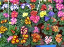 Primula