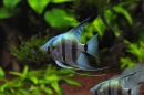 Angelfish