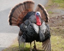 Wild Turkey