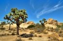 Joshua Tree National Park