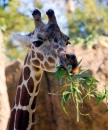 Giraffe's Lunch