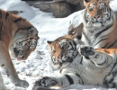 Playing While Mom Watches