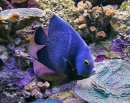 Blue Angelfish