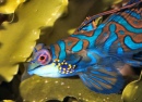 Mandarinfish