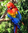 Scarlet Macaw