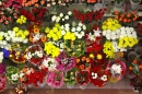 Flowers for Sale