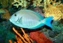 Doctorfish