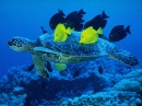 Sea Turtle Being Cleaned by Yellow Tang