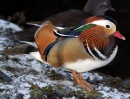 Mandarin Duck