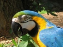 Blue and Gold Macaw