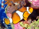 Clownfish