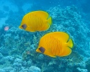 Masked Butterflyfish