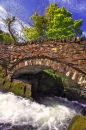 Treetop Bridge