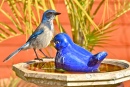 Backyard Bathing Buddies