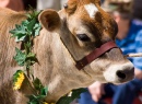 Strolling of the Heifers Parade