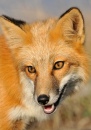 Red Fox