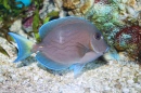 Blue Tang Surgeonfish