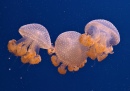 Australian Spotted Jellyfish