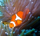 Nemo