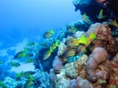 Snappers at Halahi Reef, Red Sea, Egypt