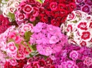 June Flowers - Sweet William