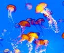 Monterey Bay Aquarium