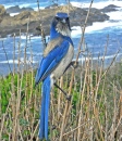 Scrub Jay Posing