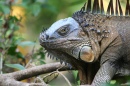 Iguana