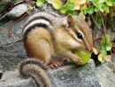 Eastern Chipmunk