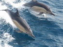 Dolphins