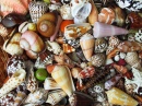 Seashells