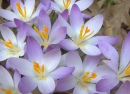 A Gaggle of Croci