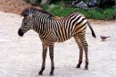 Little Zebra