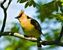 Cedar Wax Wing